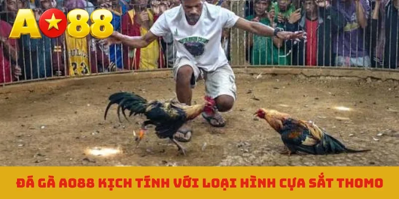 Đá gà AO88 kịch tính với loại hình cựa sắt Thomo